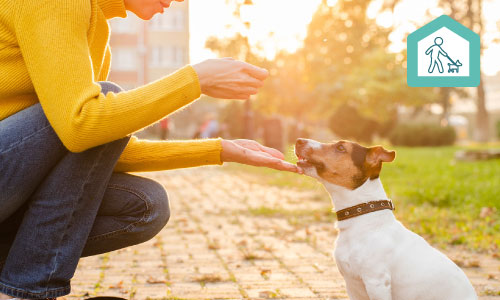 Servicio de cuidado y paseo de mascotas